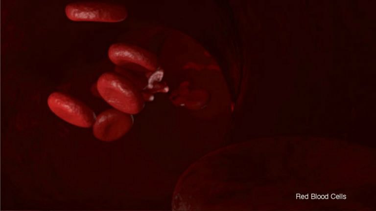 Red blood cells tumbling through a vessel