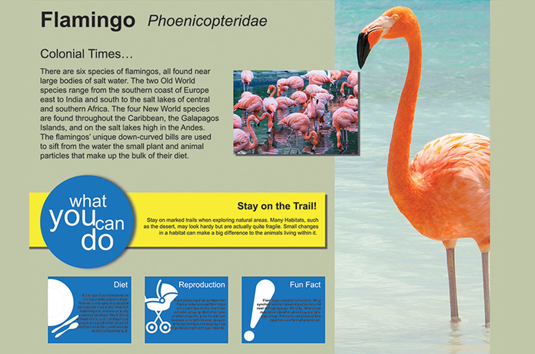 Flamingo information sign